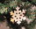 Anhänger Set Schneeflocken aus echtem Perlmutt - Christbaumschmuck, Weihnachtsbaum