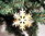 Anhänger Schneeflocke aus echtem Perlmutt, Nr. II - Christbaumschmuck, Weihnachtsbaum